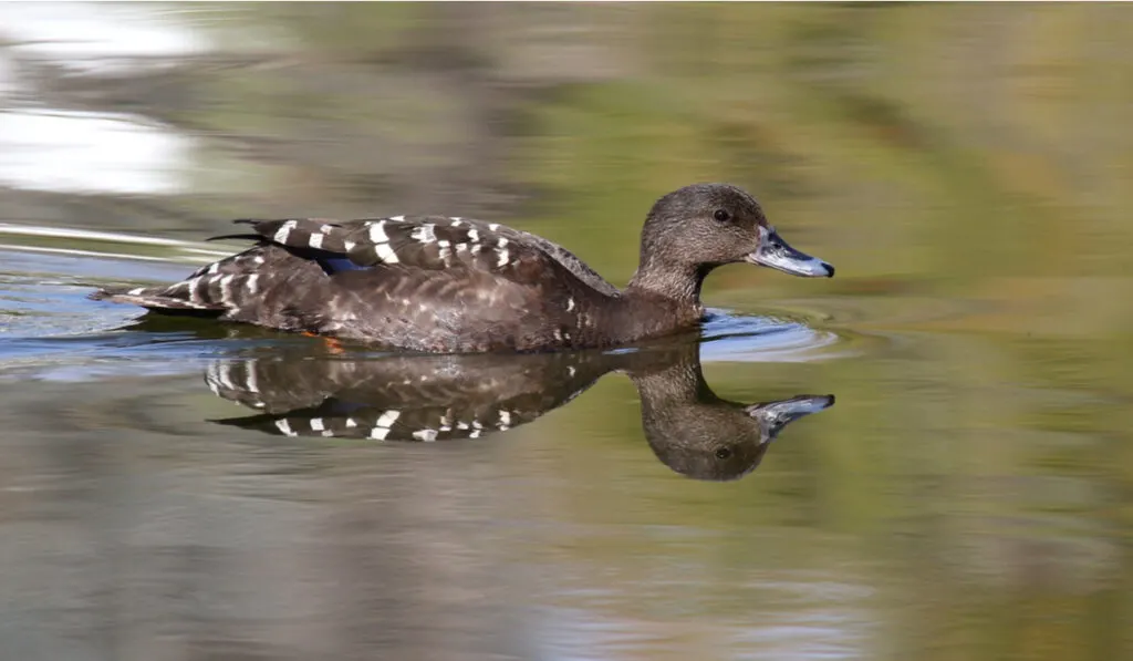 african Black Duck swimming on lake showing reflection