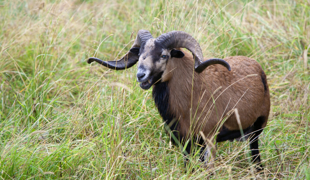 American Blackbelly sheep on grass field 