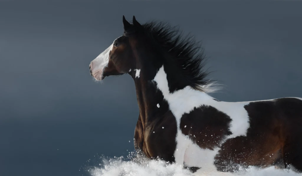 American Paint horse running gallop across winter snowy field