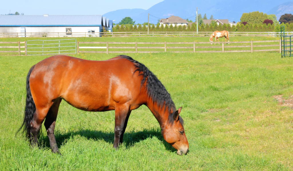 American brown Standardbred mare grazing in the pasture