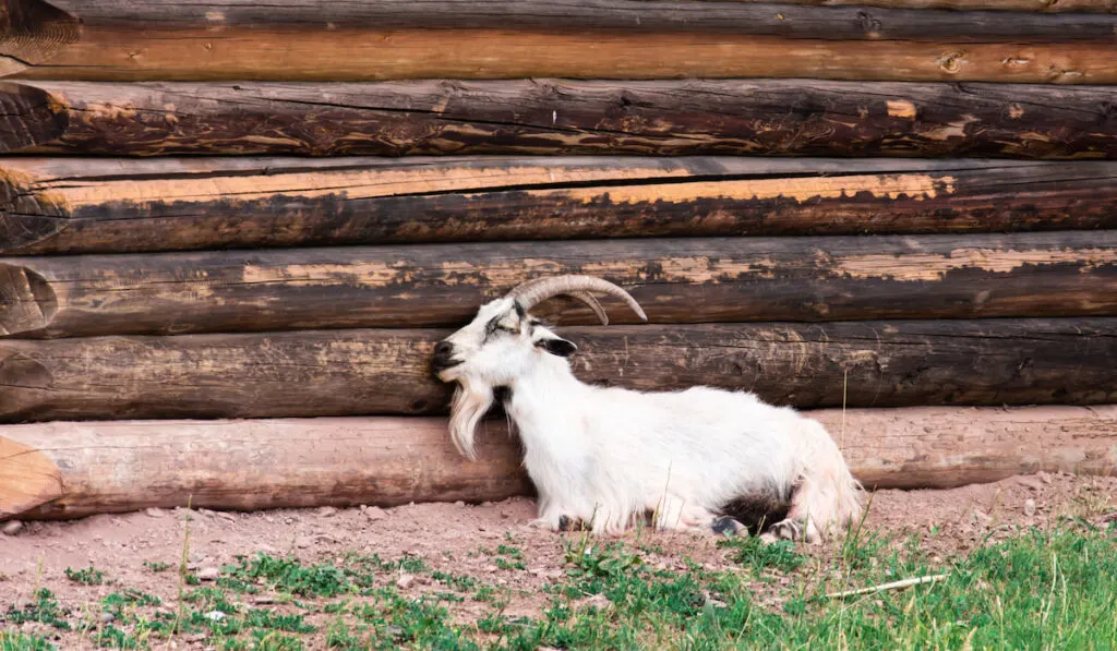 An old white domestic goat lies next to a log house on the grass on a summer day 