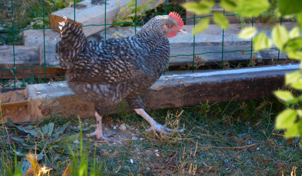 Andalusian chicken walking 
