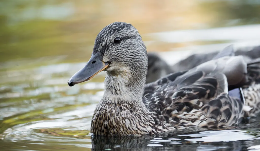 Andean Teal duck in a pond