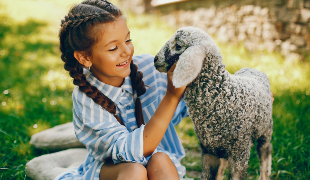 young girl playing with a sheep