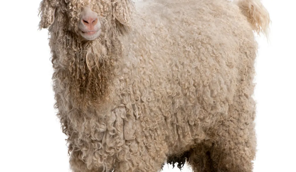 wooly goat on white background