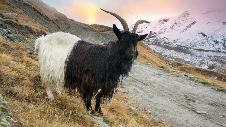 Animals-near-the-Matterhorn-graze-in-clean-fields