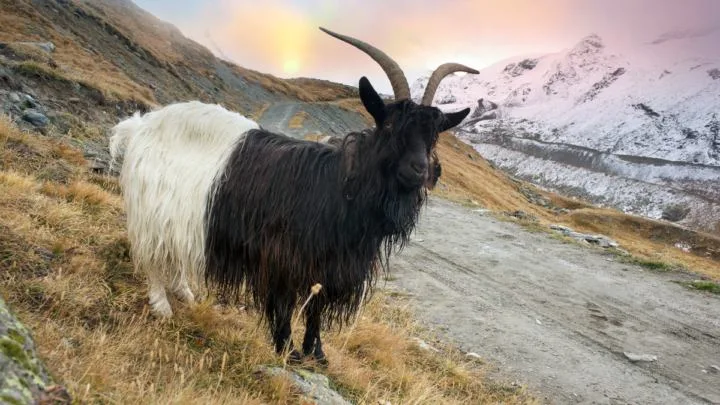 Animals-near-the-Matterhorn-graze-in-clean-fields
