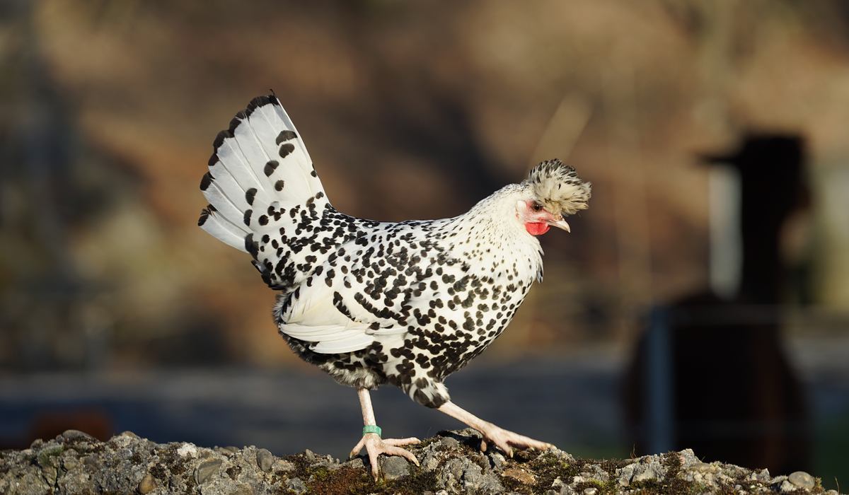 9 Best Chicken Breeds For Hot Climates
