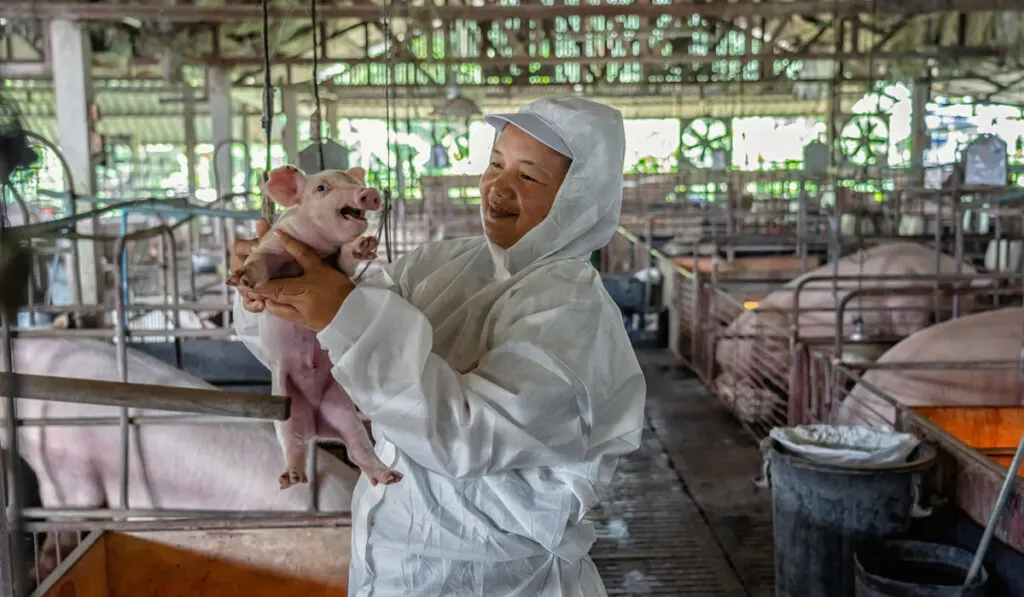 Asian veterinarian working and checking the healthy of baby pig in hog farms