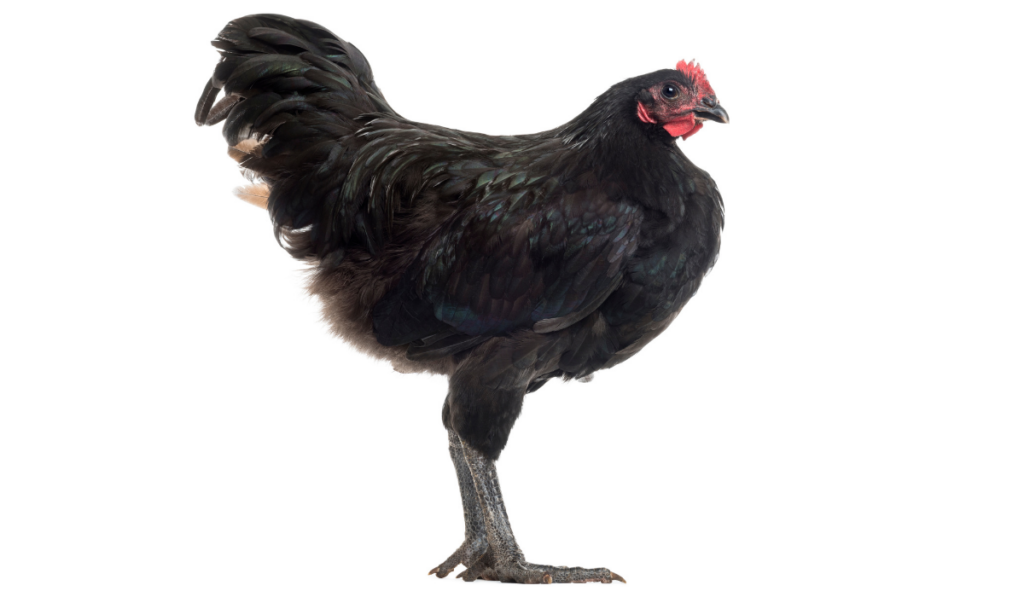 Australorp, 5 months old, against white background
