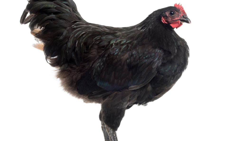 Black Australorp chicken on white background