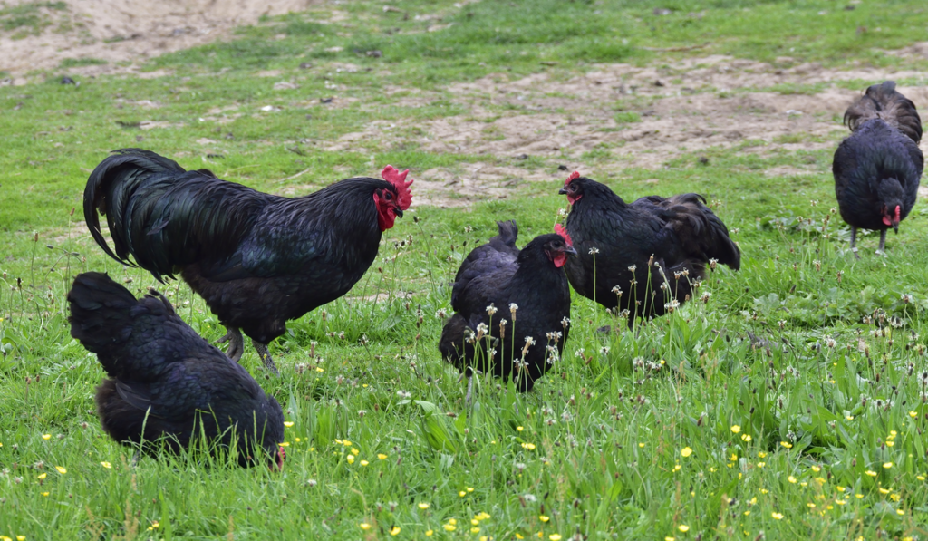 Australorp chicken on a farm.