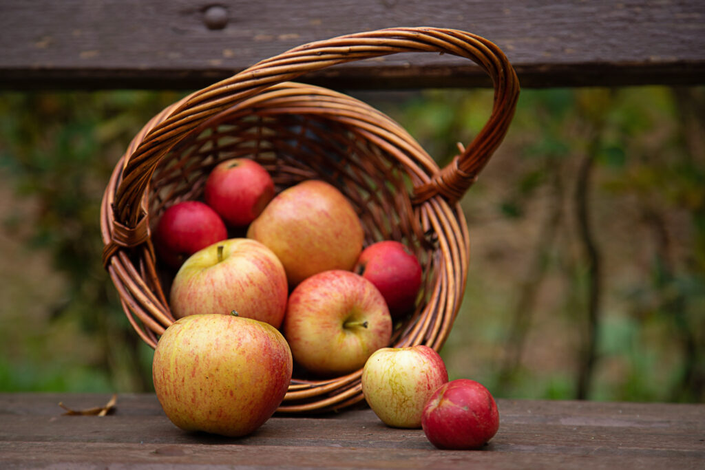 Autumn apples scattered from a basket on a wooden bench