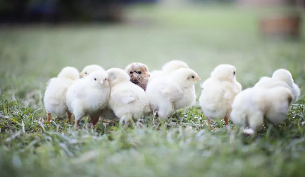 Baby chicks on meadow