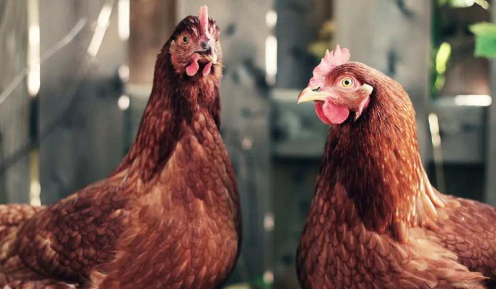 two Backyard chickens