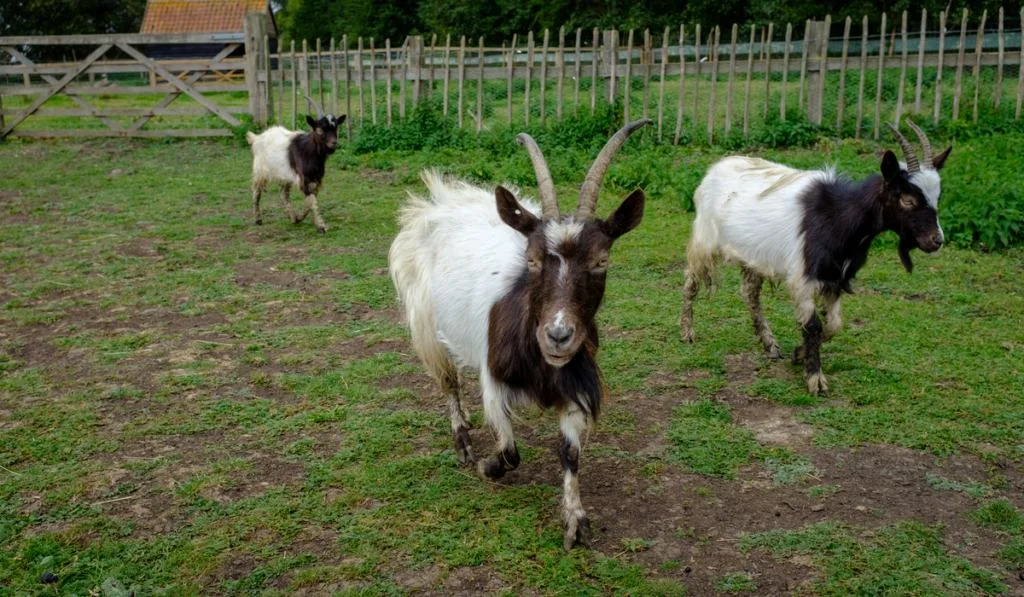 three Bagot Goats in the field walking