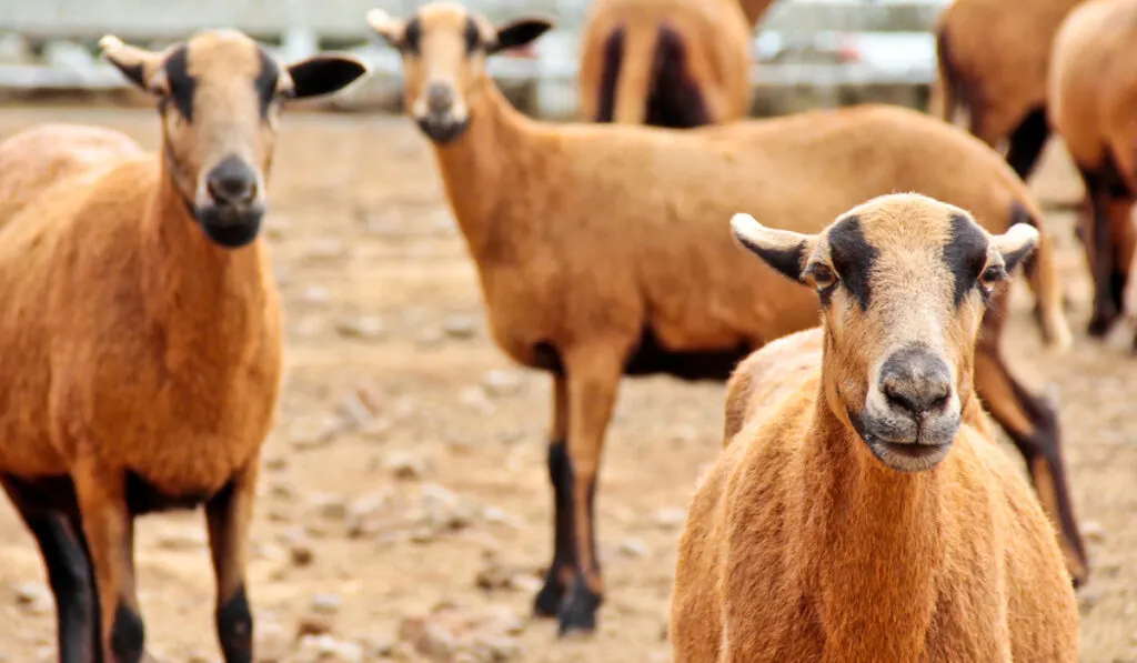 Barbados Blackbelly Sheep on the farm