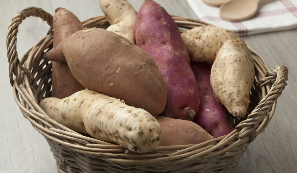 Basket with sweet potatoes 