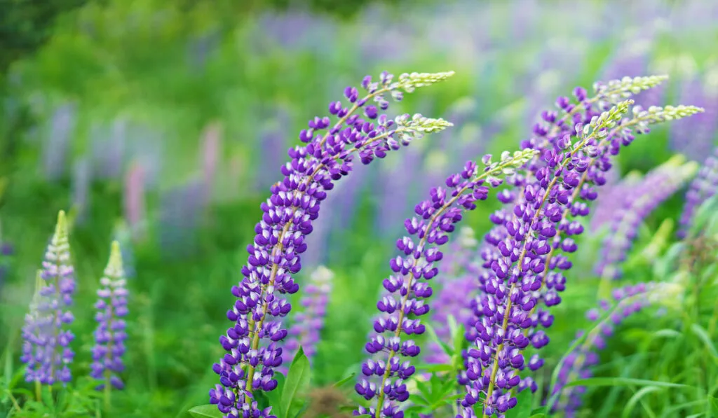 Beautiful Lupine flowers on blurry grass background 