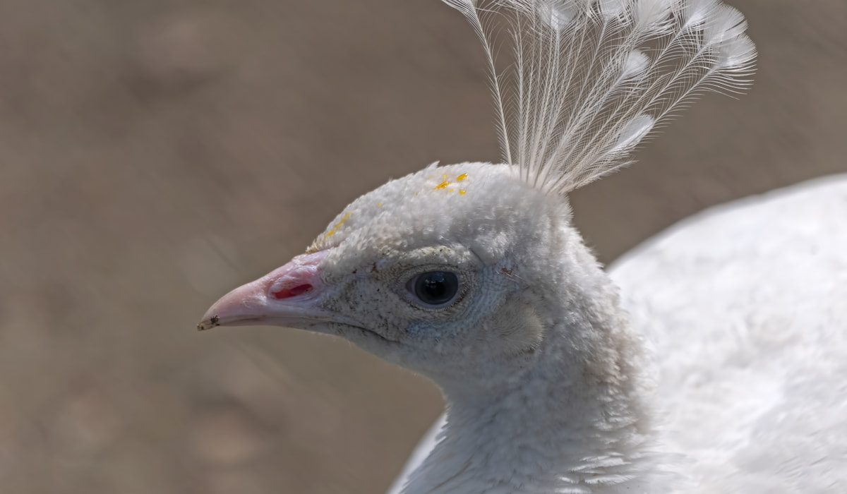 Do Peacocks Eat Snakes? Farmhouse Guide