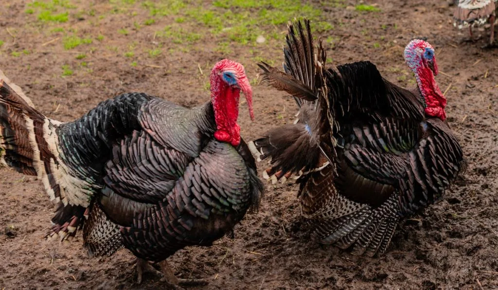 two turkeys on muddy surface