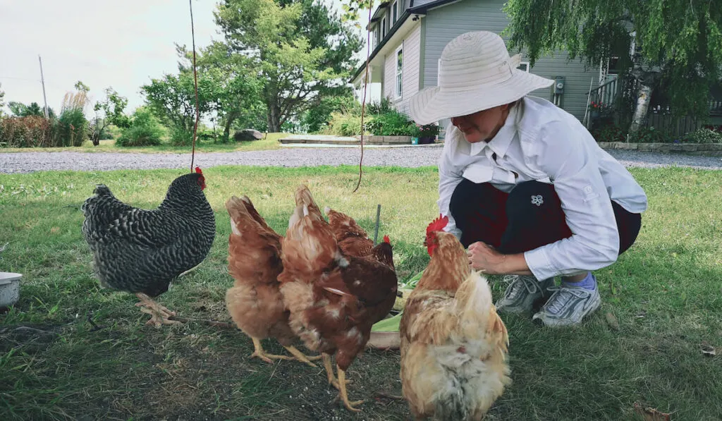 Beautiful moments in farm life woman is hand feeding free range chickens in a shade of a tree