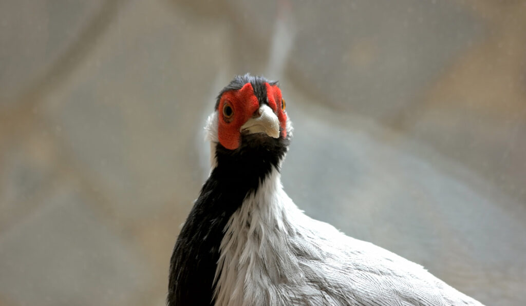 Beautiful silver pheasant close up