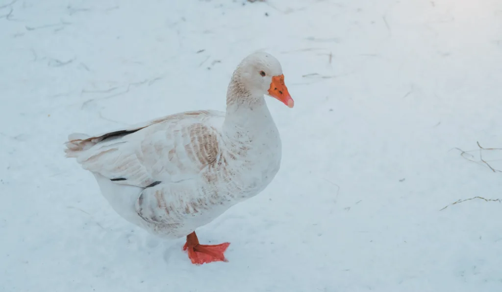 goose in winter