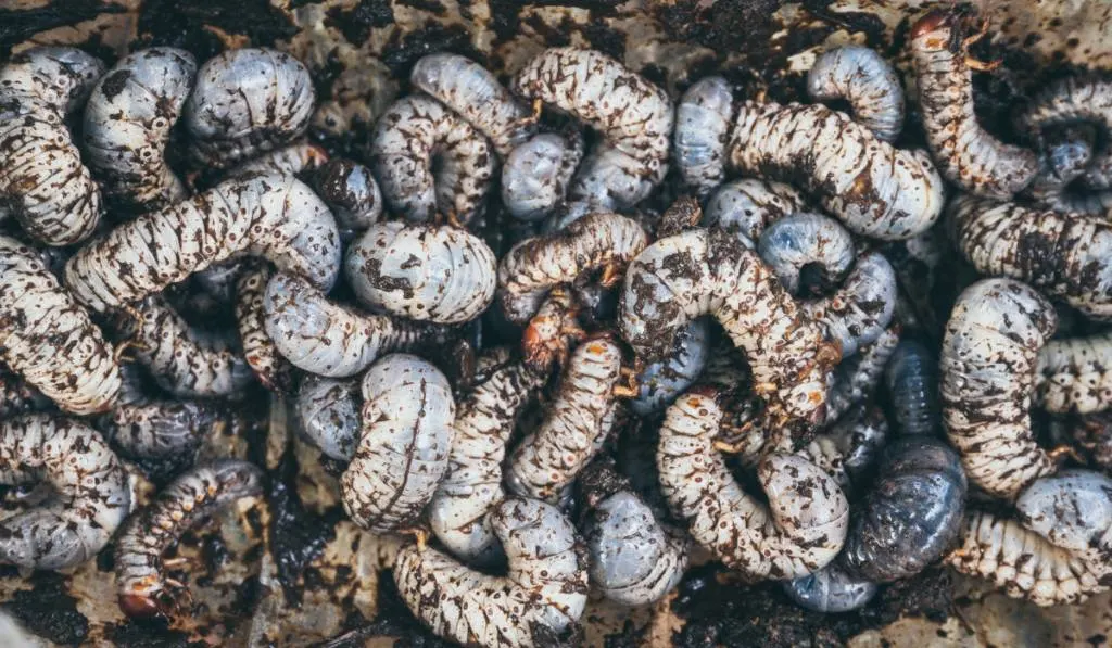 beetle worms in dirt