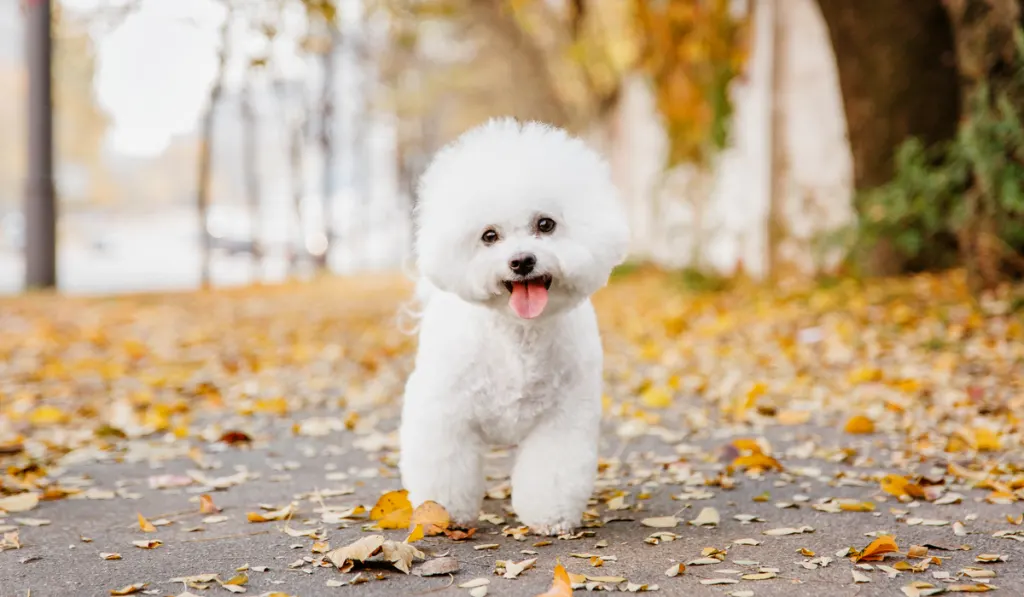 Bichon frize dog close up portrait