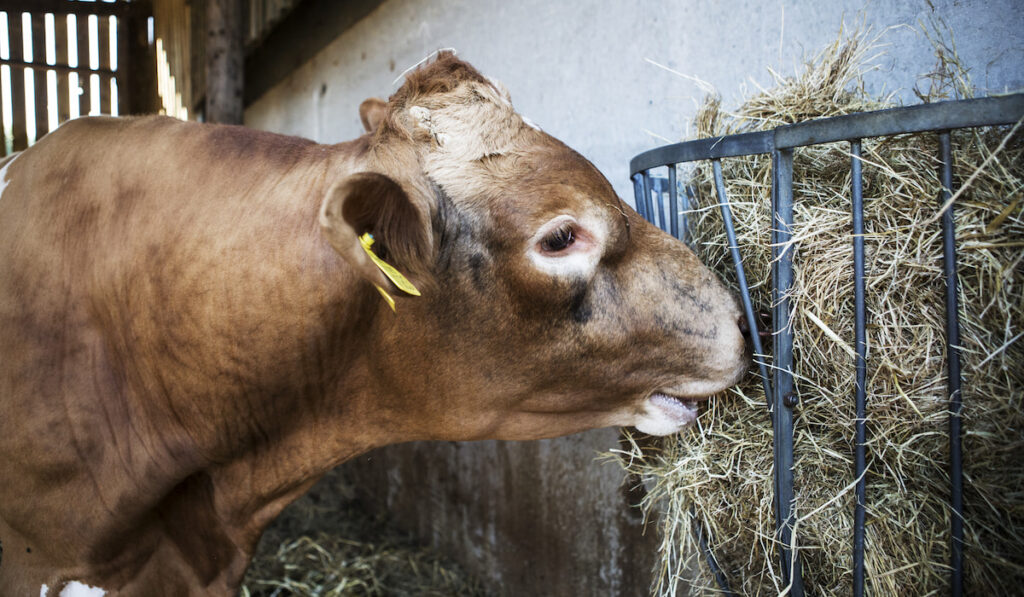 Big Guernsey cow in a barn, feeding on hay