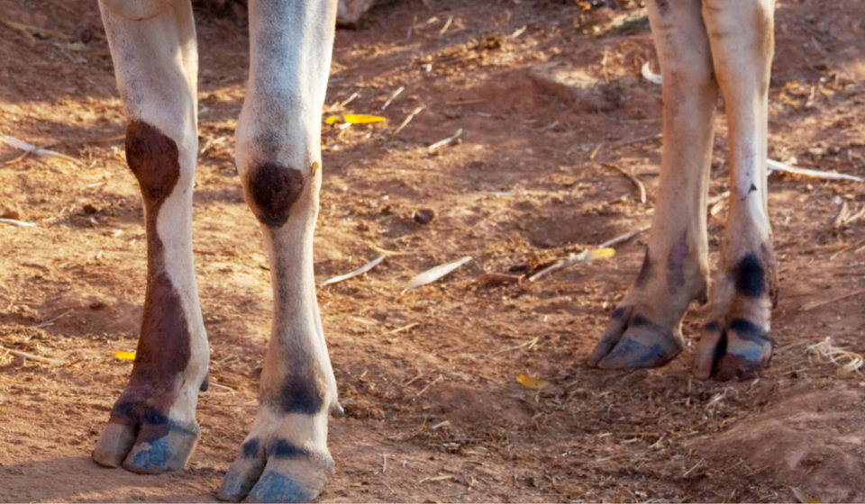Do Cows Need Their Hooves Trimmed