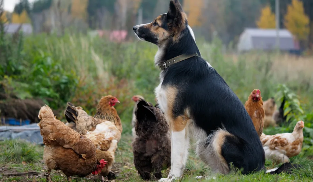 Big dog guards the village chickens
