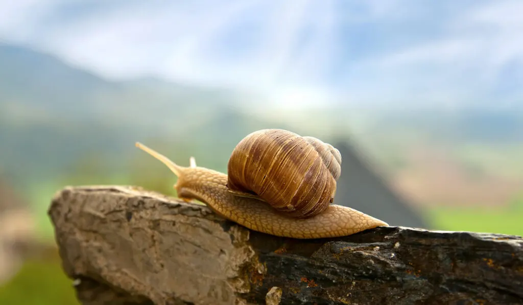 Big snail on old stone