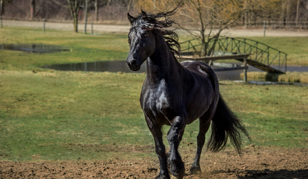 Black Friesian Horse walking in the farm