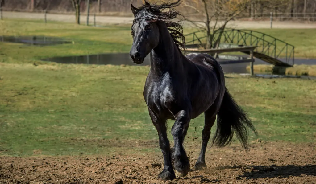 Black Friesian horse running in the field
