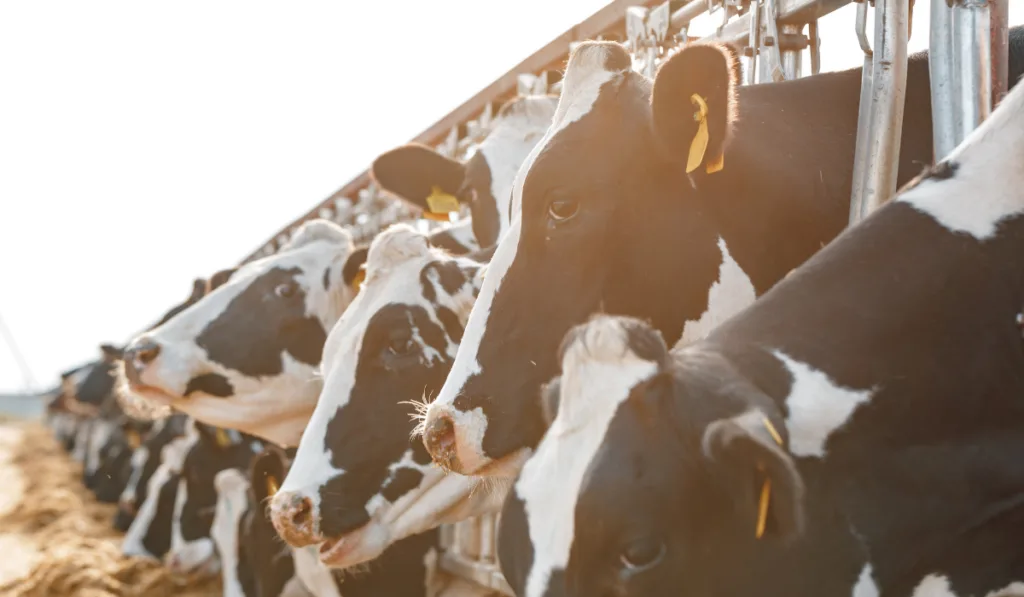 Black and white cows in dairy farm