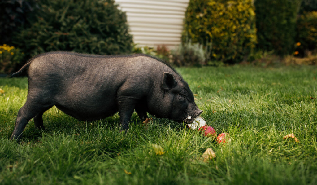 black pig eats apples on the grass 