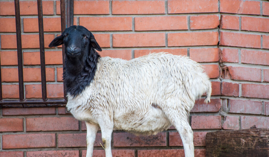Blackhead Persian sheep  standing beside brick wall 