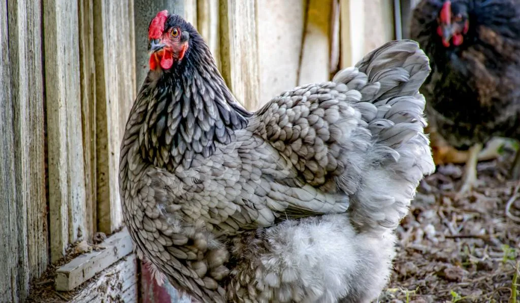 Blue Wyandotte Hen