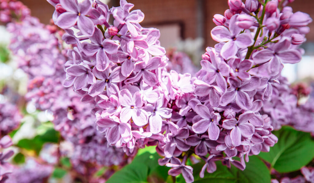 Bouquet of lilacs in the garden