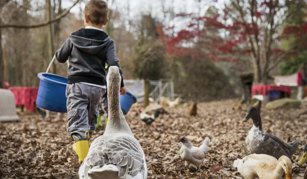 Boy Feeding Ducks on the farm