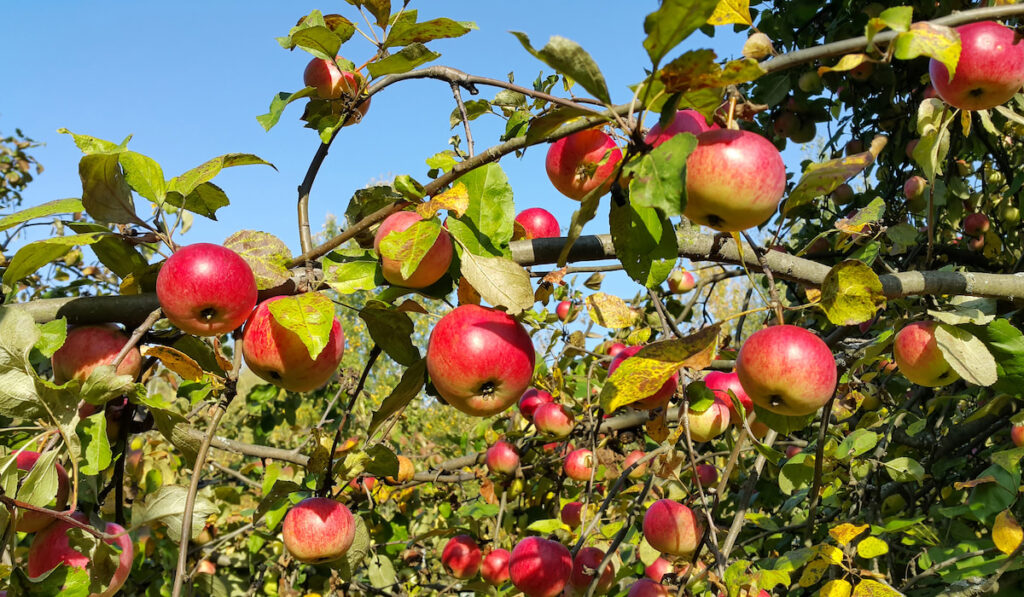 Branches of an apple-tree with ripe red apples