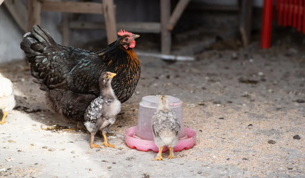 Broody hen with chickens drinks water from a drinking bowl 