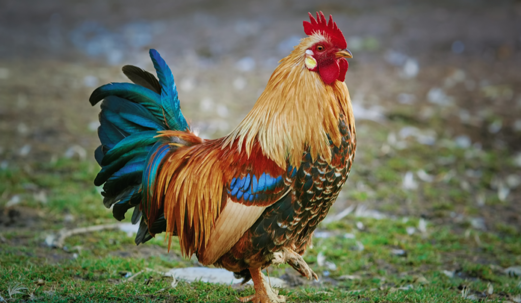 Brown Leghorn Rooster Standing on the Ground
