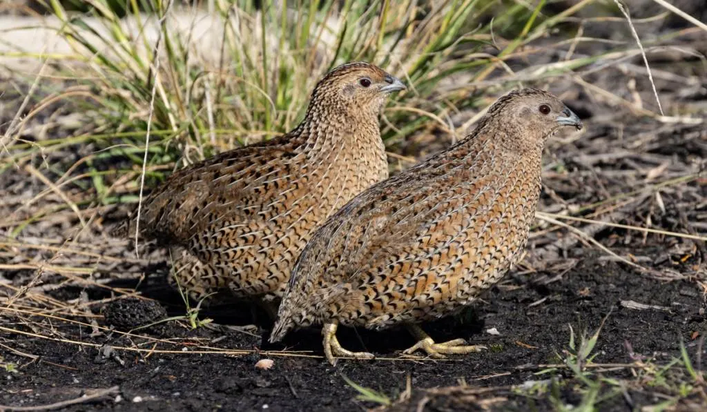 Brown Quails searching for food on ground
