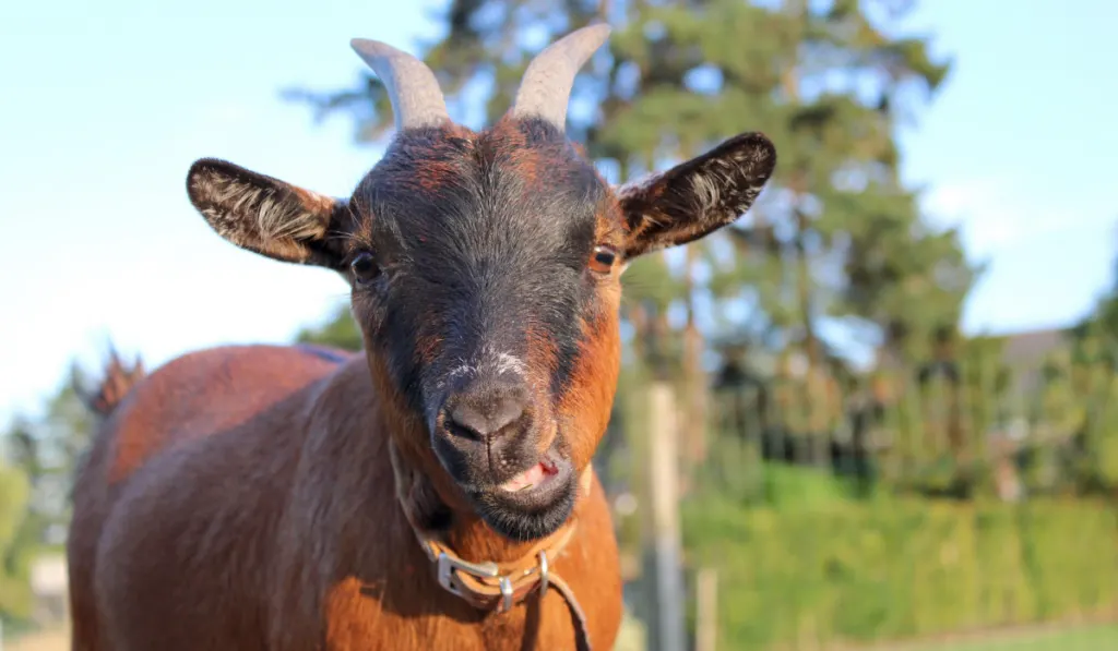 brown goat chewing food