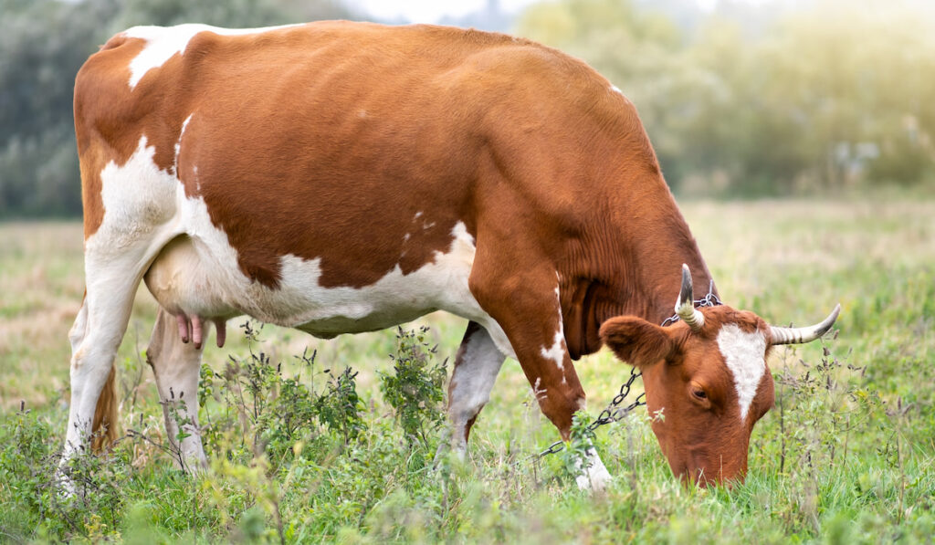 brown cow with white patches eating grass