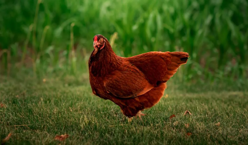 Buckeye chicken standing in the grass