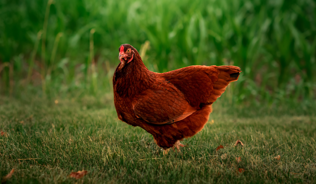 9 Best Chickens For Cold Climates Farmhouse Guide